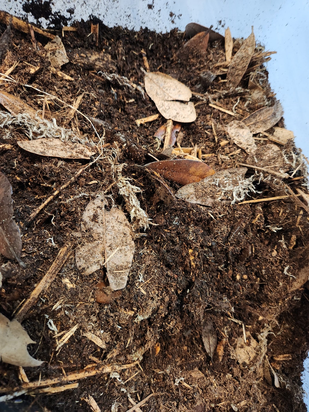 Isopod Substrate Etsy