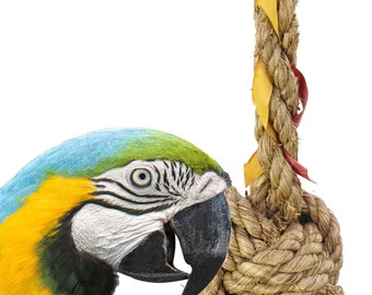 large macaw swings