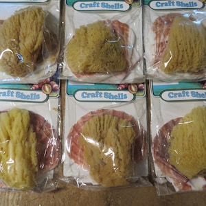 May include: Six packages of craft shells, each containing a natural sea sponge and a scallop shell. The sponges are a light yellow color, and the shells are pink and white. The packages have the text "Craft Shells".