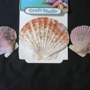 May include: Three craft shells are displayed against a black background. The shells are in shades of pink, white, and brown. The center shell is on a white card with the words "Craft Shells" printed on it.