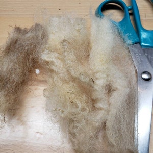 Raw Portland lamb wool RBST rare UK breed