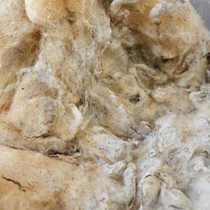 May include: Close-up of raw, unprocessed wool fibers. The wool is a mix of beige and light brown hues, with a soft, textured appearance. The fibers are loosely clumped together, showing the natural crimp and texture of the wool. Ideal for fiber art and crafts.