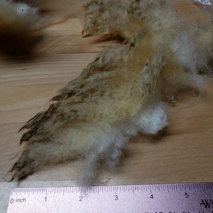May include: A close-up of a clump of white and brown wool fibers, measured with a pink ruler. The wool is approximately 5 inches long.