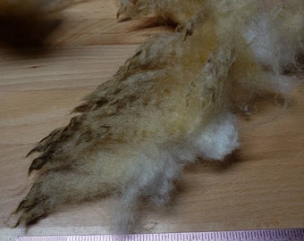 Dorset Horn raw wool Shave'em to Save'em