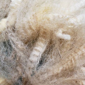 May include: A close-up of a pile of white and cream colored wool fibers. The fibers are soft and fluffy, and they are perfect for spinning or felting.