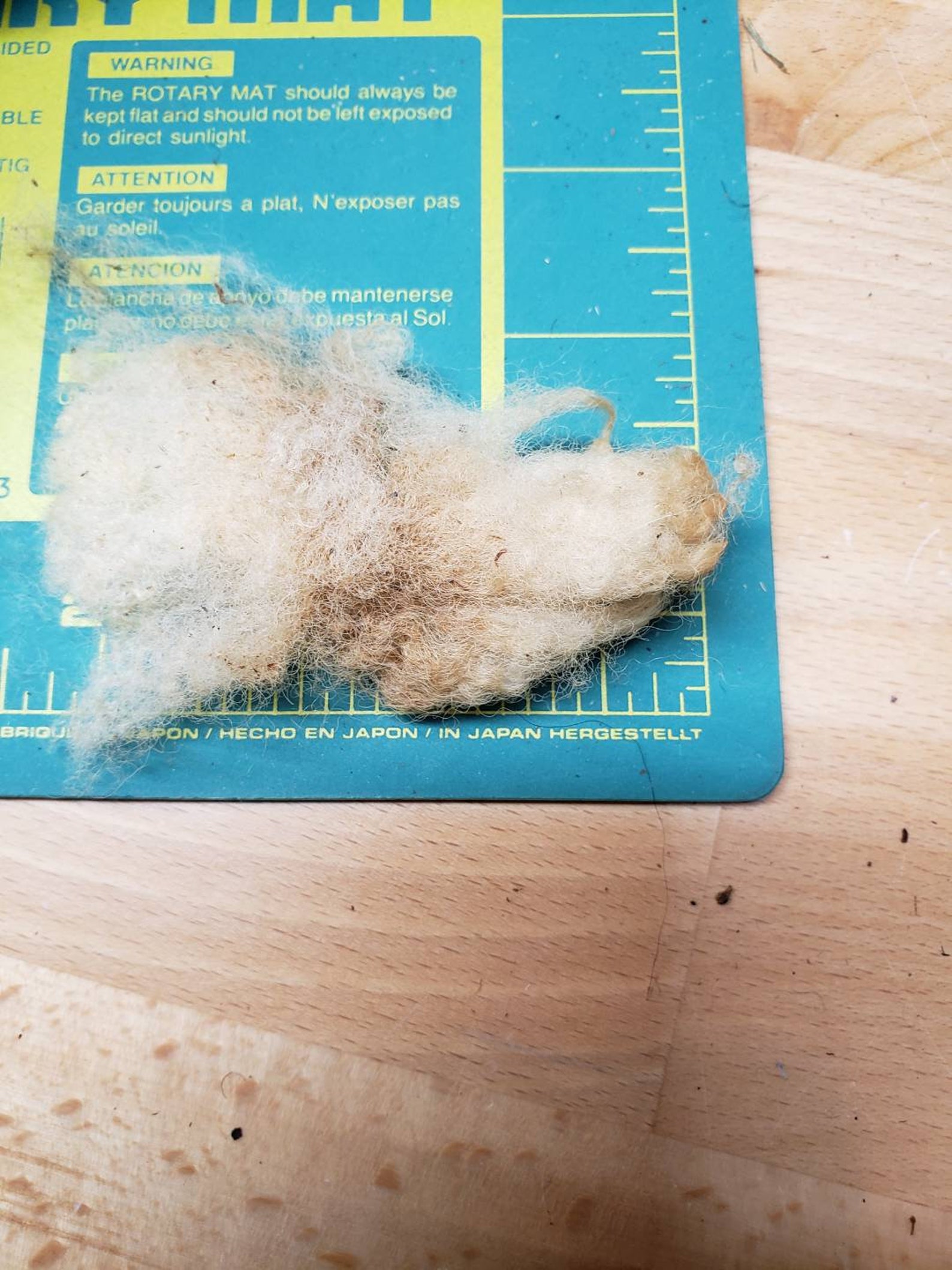 Raw Wool Gulf Coast Native Shave Em to Save Em Etsy