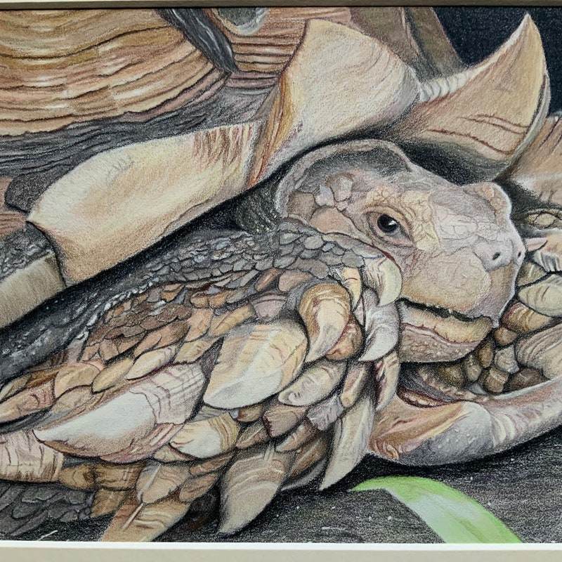 Tortoise Art - Etsy