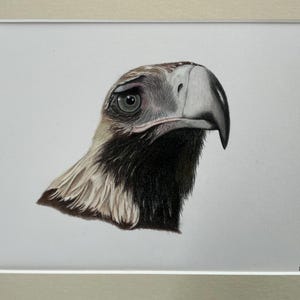 Puede incluir: Dibujo a lápiz detallado de la cabeza de un águila de perfil. La obra de arte presenta una representación realista del ojo, el pico y las plumas del ave, con un enfoque en el sombreado y la textura. La cabeza del águila está enmarcada en un passe-partout blanco.