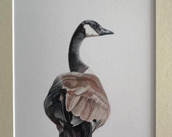 Dibujo original de un ganso canadiense - Ilustración realista de un ave