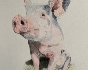 Pig Art Drawing -  Coloured Pencil Art Drawing - Original not a Print