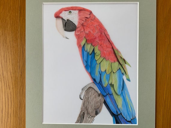 Dibujo de loros de guacamayo Macaw Coloured Pencil Art - Etsy México Dibujo de loros de guacamayo Macaw Coloured Pencil Art - Etsy México