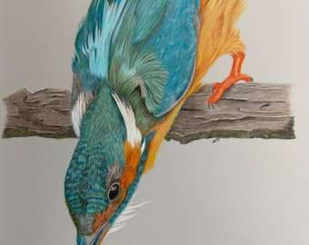 Kingfisher Art Drawing -  Coloured Pencil Art Drawing - Original not a Print