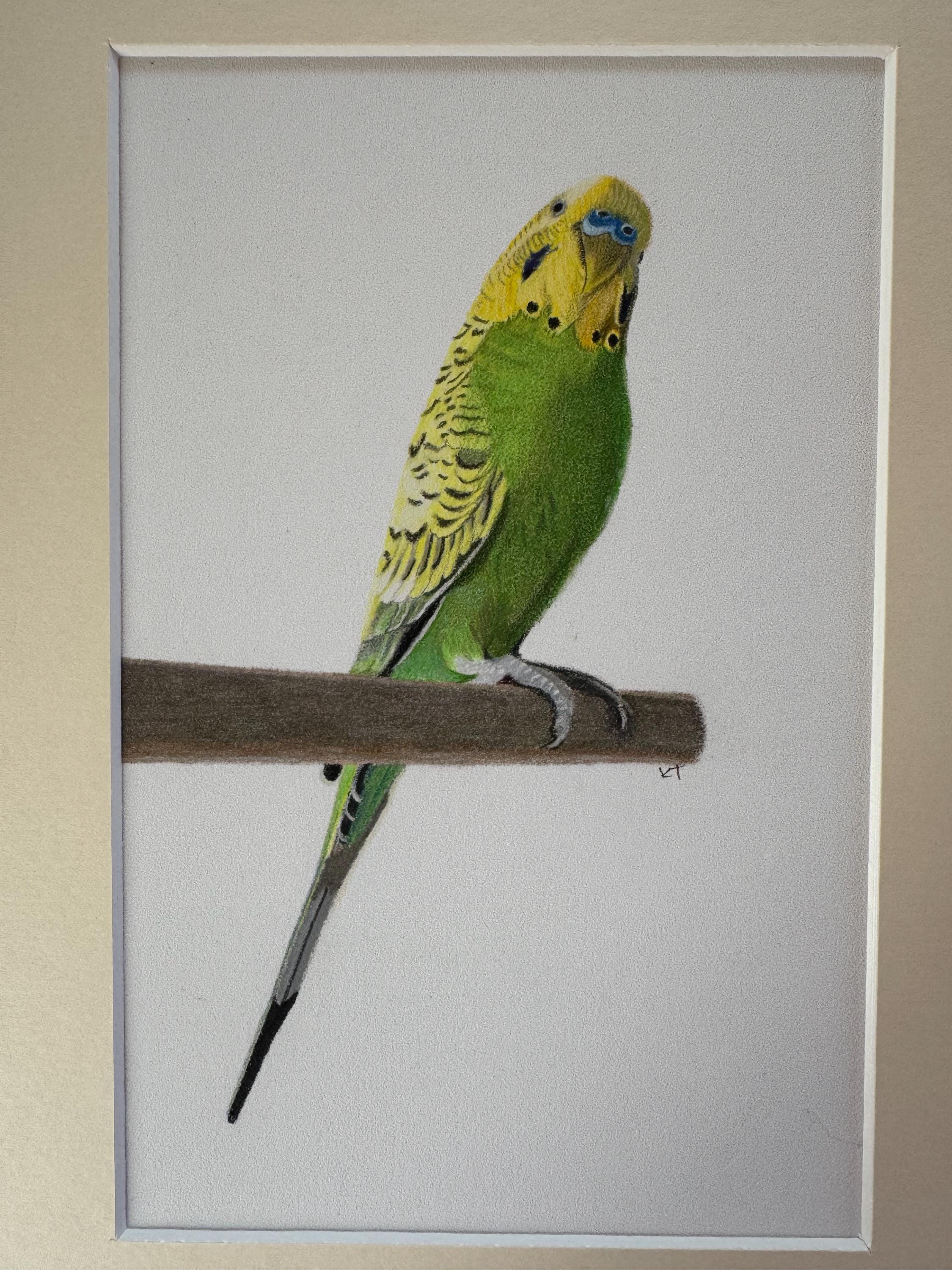 セキセイインコの色鉛筆画：オリジナル鳥アート、30 x 21 cm - Etsy 日本