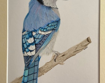 Blue Jay Bird Art Drawing -  Coloured Pencil Art Drawing - Original not a Print