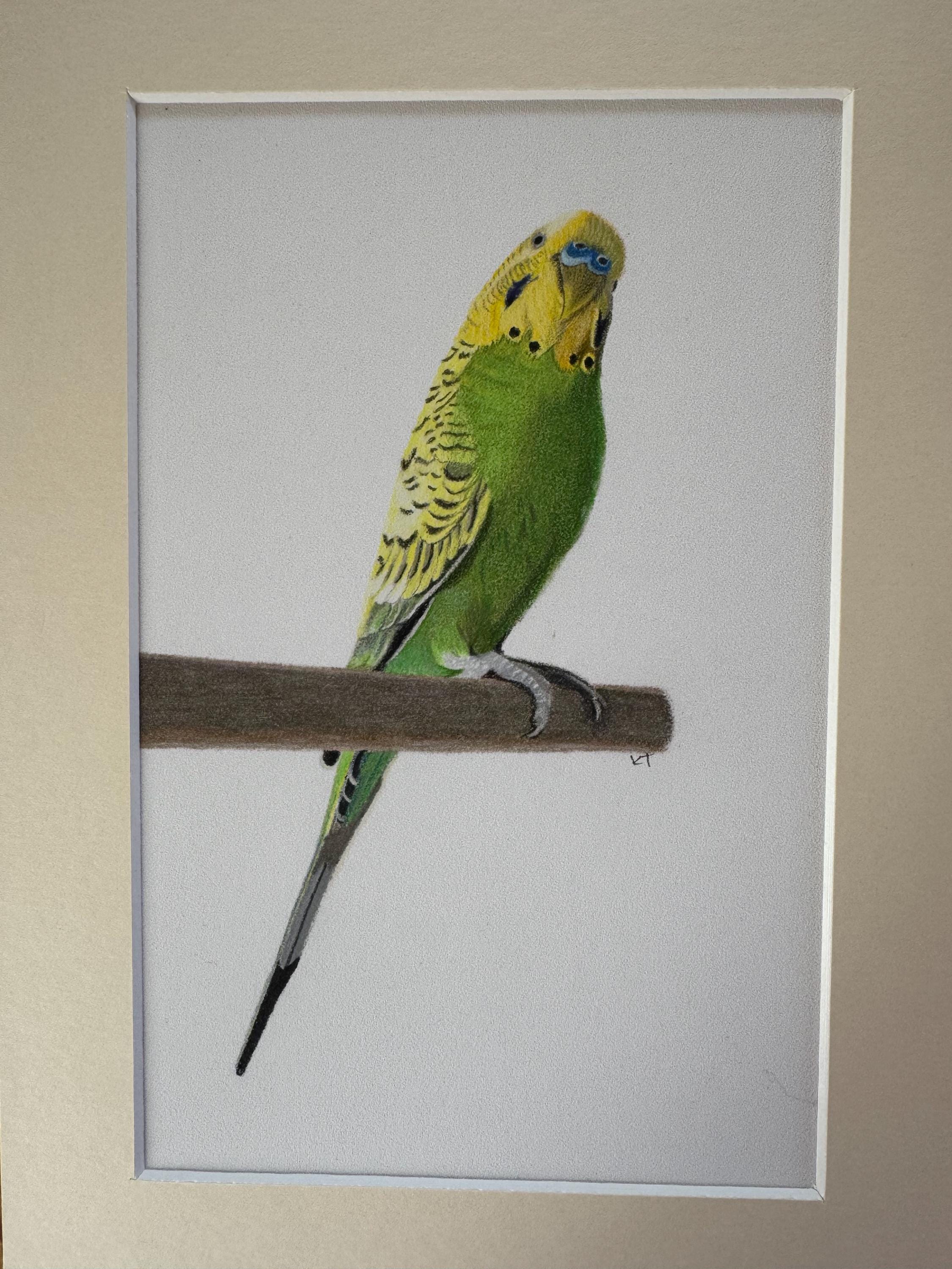セキセイインコの色鉛筆画：オリジナル鳥アート、30 x 21 cm - Etsy 日本