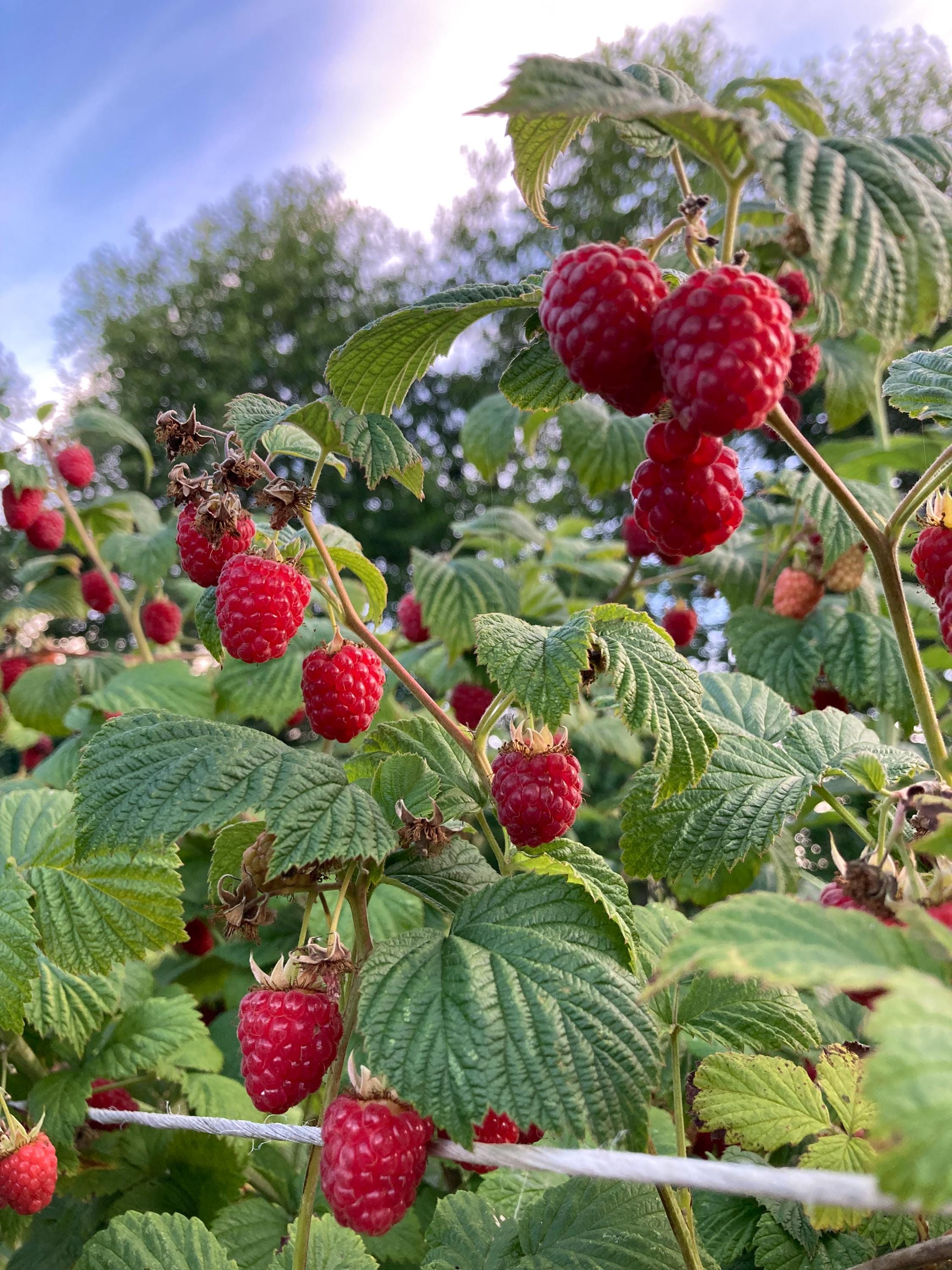 Haf Pint Raspberry Pacific Northwest Red Raspberry Jam-pint Jar-homemade- Homegrown ...