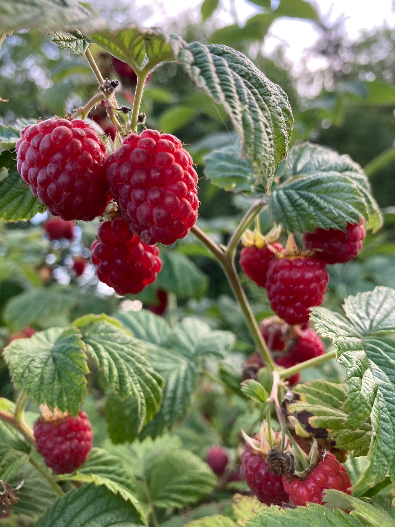 Haf Pint Raspberry Pacific Northwest Red Raspberry Jam-pint Jar-homemade- Homegrown ...