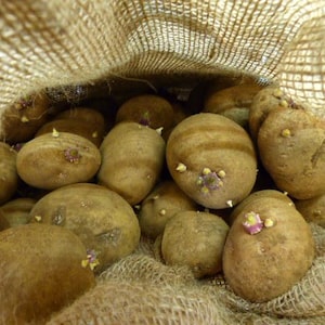 Elba Seed Potatoes-Spring Garden Ready-Free Priority Shipping-Chitted Ready to Plant