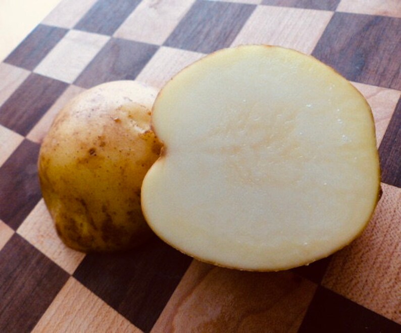 Fall Seed Potatoes 5 Elba Organically Grown Nongmo Washington State