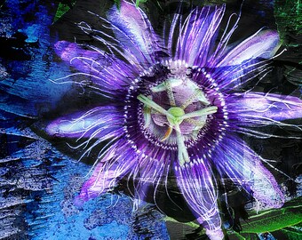 Passion Flower 1