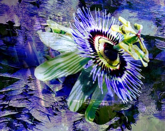 Passion Flower 2