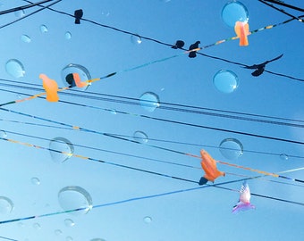 BirdsWires2