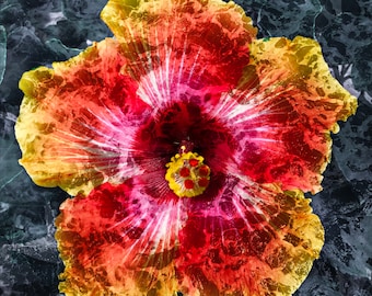 Oceanside Hibiscus