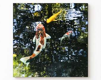 Koi