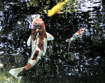 Koi