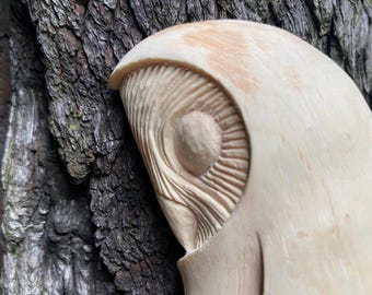 Barn Owl