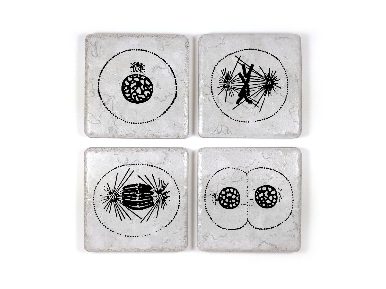 Cool BIOLOGY Gift MITOSIS Coasters Set of 4 Etsy