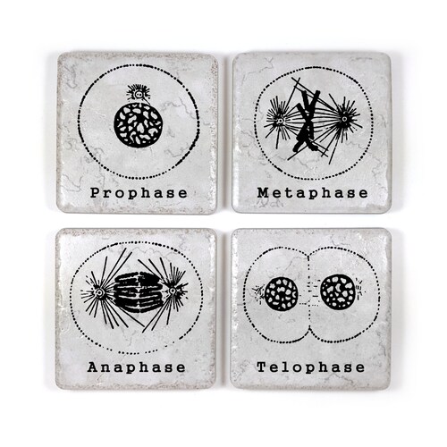 Cool BIOLOGY Gift MITOSIS Coasters Set of 4 Etsy
