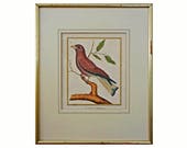 Antique French Bird Engraving Le Rolle de Madagascar from quot Histoire Naturelle des Oiseaux quot Martinet Buffon