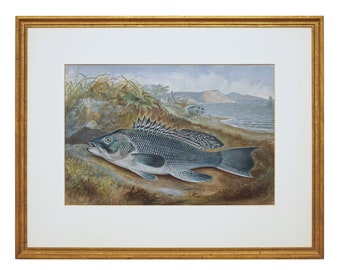 Kilbourne Sea Bass Antique Framed Art Fish Cabin Decor Office Wall Art Entryway American Art Gift Fisherman Original Chromolithograph Print