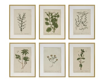 18th C Botanical Engraving Set 6 Framed Antique Botanical Wall Art Elizabeth Blackwell Prints Traditional & English Country Decor
