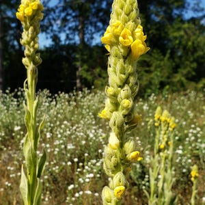 May include: Close-up of tall, slender plants with vibrant yellow flowers blooming along their stems. The plants have green leaves and are set against a backdrop of a field of white flowers and a blurred forest. The image is taken in natural light.