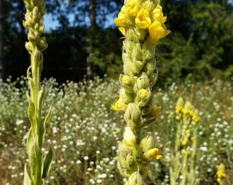 mullein seeds; common mullein, verbascum thapsus; organically grown in zone 4