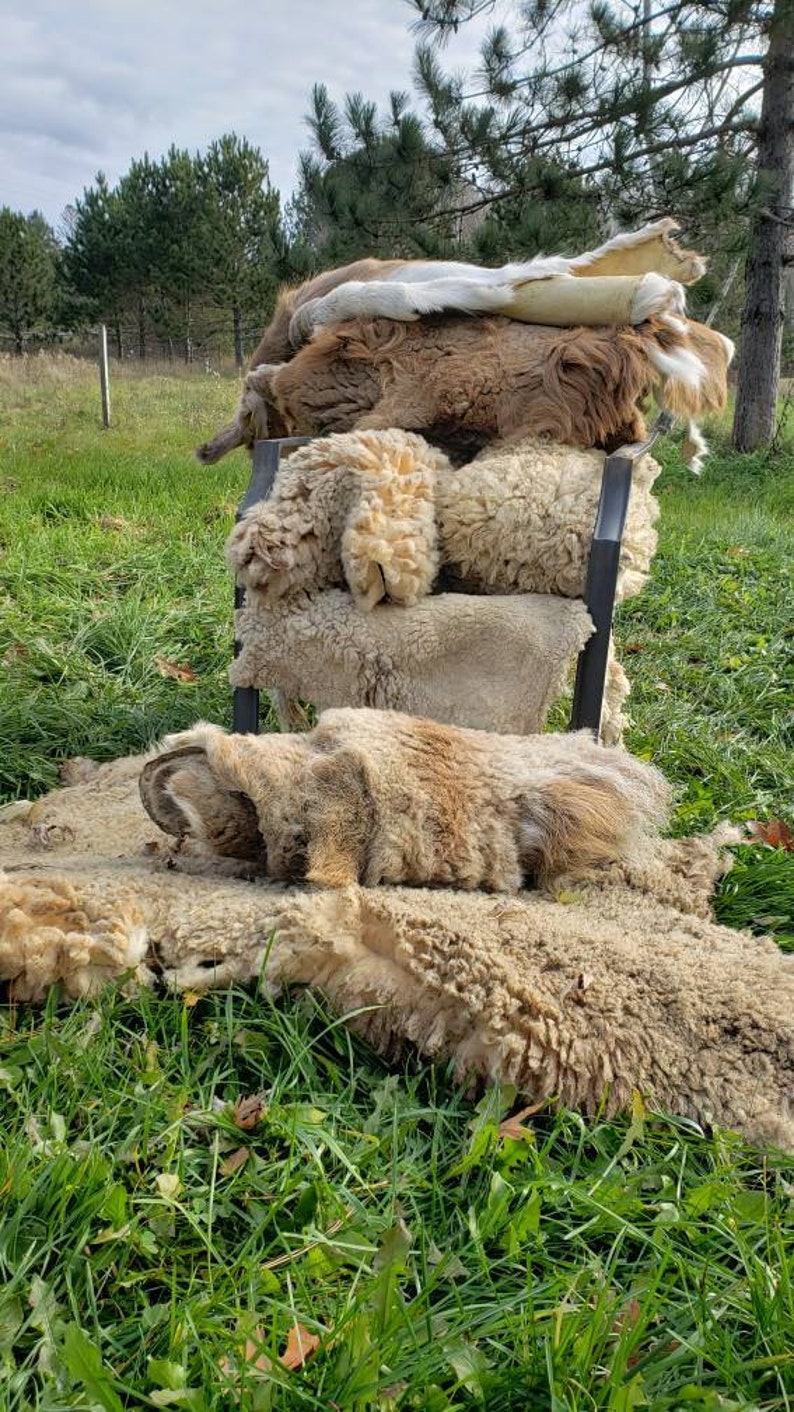 Op de afbeelding: Een stapel schapenvachten in verschillende tinten bruin en wit, sommige zijn gevouwen en gestapeld op een zwarte metalen stoel, terwijl andere op het gras liggen.