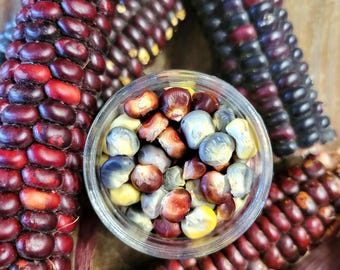 hardy heirloom corn seed, midwest region, Zea mays "Painted Mountain", 25 seeds