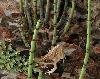 Blank Card - 'Life at the Bottom' - Frog and Horsetails Paper Sculpture, Print