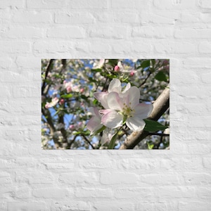 Apple Blossom Original Photograph Print
