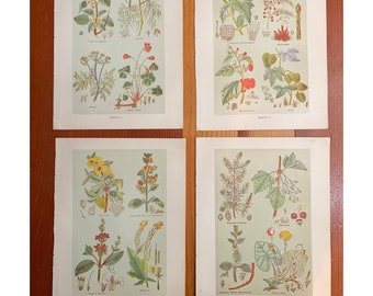 1903 Antique Medicinal Plants Lithograph Plate Print From Rare Medical Book- pick one