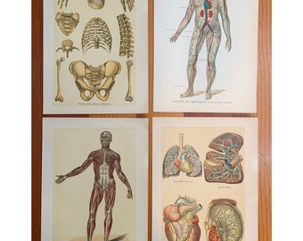 1903 Antique Anatomy Lithograph Plate Print From Rare Medical Book- pick one