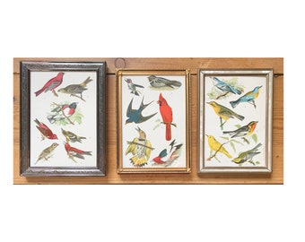 Original Antique 1903 Audubon Lithograph Plate Prints of Birds from a rare book in Vintage Frames Pick 1 or more