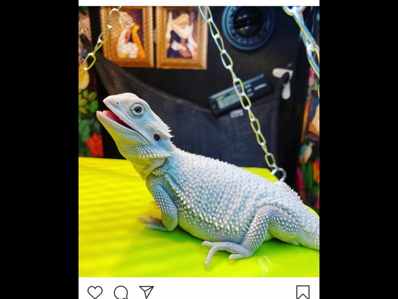Bearded Dragon Mrs. Spike Bearded Dragon Gifts Etsy