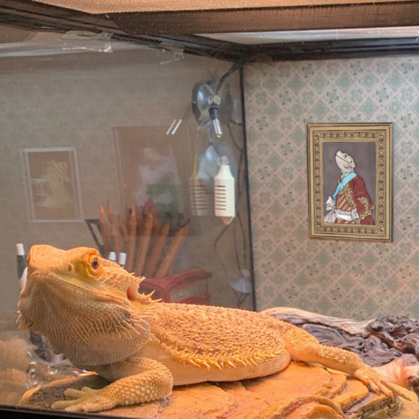 Bearded Dragon Coloring Pages Instant Download 12 Printable - Etsy