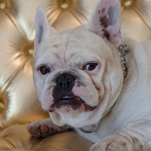 May include: A white French bulldog with brown eyes and a black nose sits on a gold tufted sofa. The dog is wearing a silver chain collar.