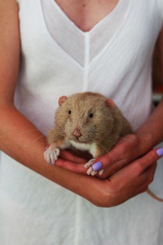 Domestic Rat Portrait Teddy bear Stuffed animal Memory pet Etsy