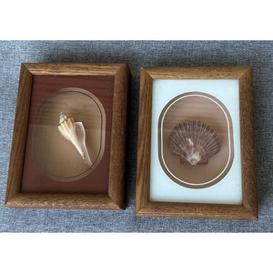 May include: Two framed seashells, one a brown scallop shell and the other a beige conch shell, displayed in oval frames with brown and white mats.