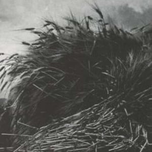 May include: Black and white book cover featuring the title "Pictures from Brueghel and other poems" by William Carlos Williams. The cover art depicts a close-up of wheat stalks and a field. The words "Pulitzer Prize in Poetry" are at the bottom.